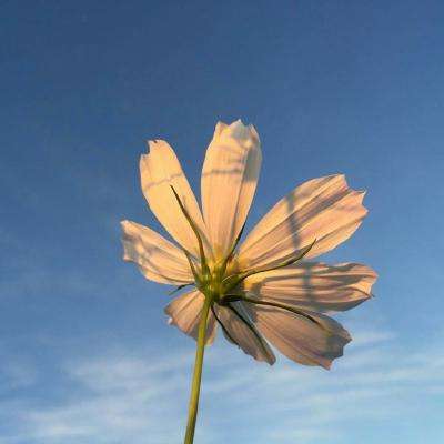 火狐电竞app下载